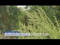 Allergy season begins experts say ragweed is to blame