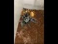 Download Lagu Tarantula vs centipede#insect#bug#shortswithzita#pokemon