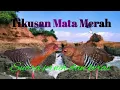 Download Lagu Suara Pikat burung sintar mata merah sintar gunung cocok untuk siang dan malam hari