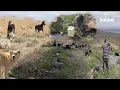 Download Lagu Nomadische migratie: wilde dieren vallen de kudde aan, gevechten tussen waakhonden en nieuwe honden