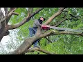 Download Lagu Cưa cây me chua siêu to ,Siêu nhánh, Gần nhà ,Ở  tri lăng .Cưa cây kỷ thuật cao 