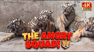 [4K 60FPS] Tiny Tiger Roar! Adorable Cubs Trying to Look Fierce