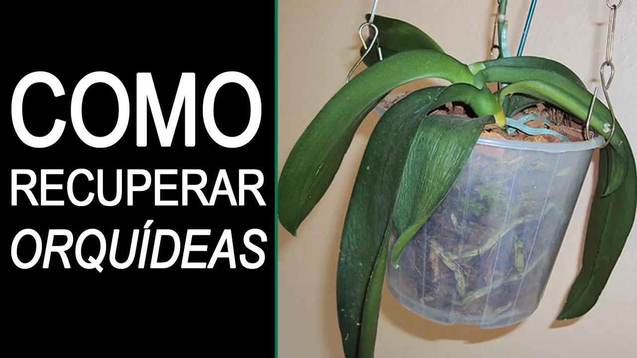 COMO RECUPERAR UMA ORQUÍDEA DESIDRATADA E QUASE MORTA COMO CUIDAR DE ORQUÍDEAS