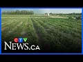 Cormier Berry Patch overview
