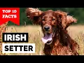 Irish Setter - Top 10 Facts