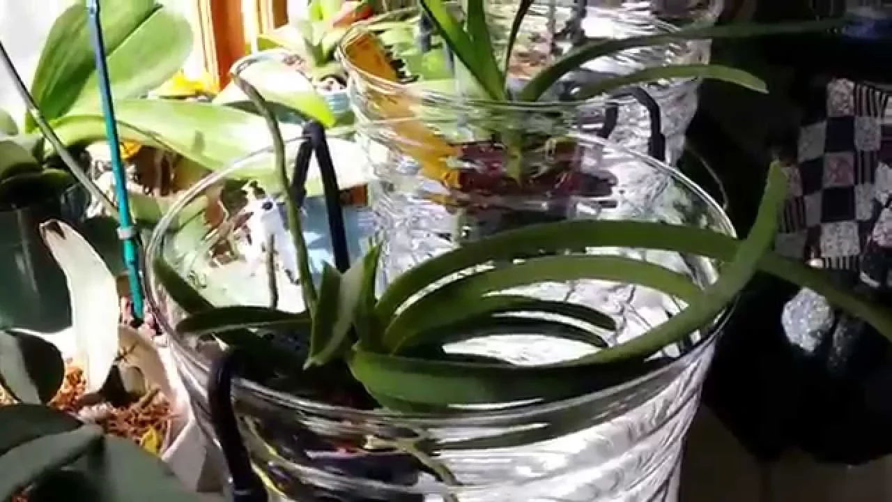 MY VANDA ORCHIDS IN VASES