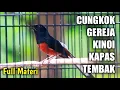 Lagu Murai Batu Gacor Isian Cucak Cungkok Gereja Kinoi Kapas Tembak