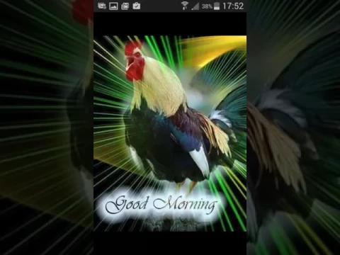 Год петуха 🐓