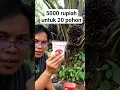 Download Lagu pupuk Ajinomoto untuk sawit #shortvideo #kelapasawit #ajinomoto