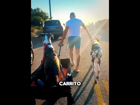 Esta perrita demostró que el amor y la paciencia pueden superar cualquier obstáculo ❤️