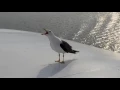 Download Lagu Seagull laughing