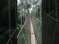Download Lagu Kakum Canopy Walk in Kakum National Park Ghana #Africa #Ghana #Canopywalk #WestAfrica #Travel #Short