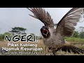Download Lagu Suara BURUNG KUTILANG GACOR. Ngamuk Ngotot Seperti Kesurupan. Pas Sekali Untuk Pikat Kutilang Liar..