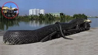 7 biggest snakes ever found