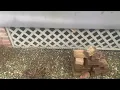 How Dig Defense Will Keep the Skunks Out
