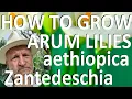 Download Lagu Tropical Gardens UK: How to Grow the Arum LiIy -  Zantedeschia aethiopica