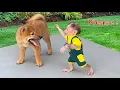Download Lagu Wat wil baby-aapje Xuka van puppy Kun als ze samen zijn?