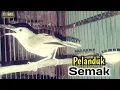 Lagu KICAUAN KHAS BURUNG PELANDUK SEMAK