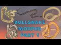 BULLSNAKE GENETICS For Beginners Part 1 - Single Gene Morphs