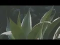 Sasha Alex Sloan - Until It Happens To You (Lyric Video)