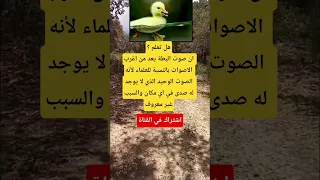 هل تعلم ان صوت البطة يعد من اغرب الاصوات بالنسبة للعلماء لأنه الصوت الوحيد الذي لا يوجد له صدى 