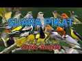 Download Lagu Suara Pikat Semua Burung Kecil Super Ampuh