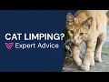 Why Is My Cat Limping Back Leg Front Paw What to Do