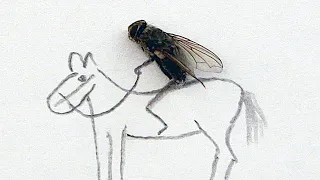 Internet está torturando una mosca