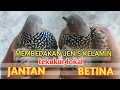 Download Lagu 4 Cara Membedakan jantan dan betina pada tekukur lokal