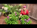 Is Your Hydrangea Getting Too Much Sun Does It Have Crispy Leaves or is Turning Brown