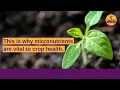 Why trace minerals micronutrients are vital to crop health disease resistance Regenerative Ag