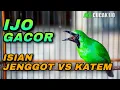 Download Lagu CUCAK IJO GACOR ISIAN CUCAK JENGGOT VS KAPAS TEMBAK COCOK UNTUK MASTERAN DAN PANCINGAN IJO BAHAN