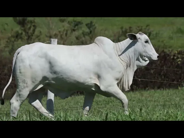 Novilha Nelore CRL - 307