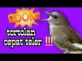 Download Lagu birahi - cingcoang coklat trotol || masteran jernih jongkangan coklat trotol jantan