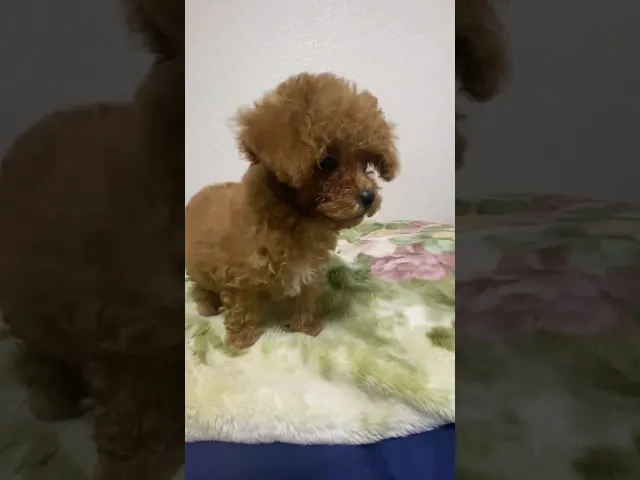 動画