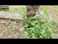 Download Lagu まるさんお気に入りの猫花壇に降臨した”不屈の精神”。-The \