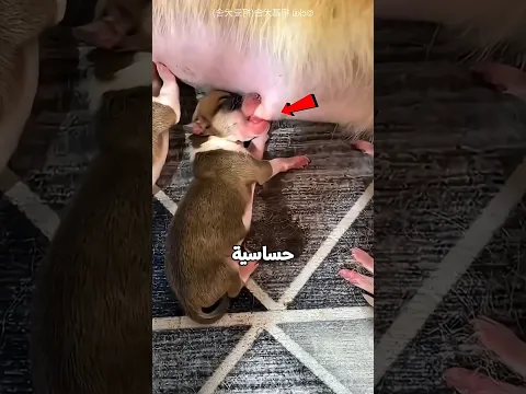الجرو الصغير اتحول للعبة😰☠️