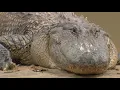 Gator spotted close to walking trail near Buffalo Bayou Park
