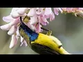 Download Lagu ini baru masteran, suara burung sogok ontong yang mampu membuat burung lainya ikut gacor