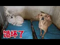 Download Lagu 天又不好持续下雨，毛孩子们饿坏了，吃着狗粮狼吞虎咽