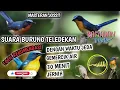 Download Lagu 🔻MASTERAN TELEDEKAN ‼️ DIJAMIN AUDIO JERNIH ‼️ 100% RECOMENDED UNTUK MASTERAN KICAU