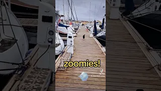 Update on PJ 😁🐈‍⬛️⛵️ #liveaboard #sailing #petsonboard #sailinglife #yachting #żeglarstwo #jacht