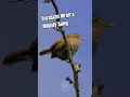 Download Lagu The Eurasian Wren's Powerful Song #birds