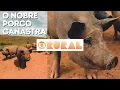 Download Lagu Porco Canastra no Globo Rural - A Carne Mais Valorizada no Mercado