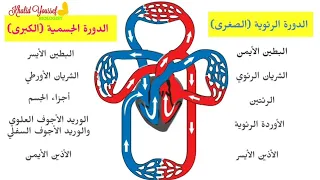 الدورة الدموية  الدورة الدموية