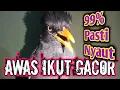 Download Lagu AWAS IKUT GACOR ‼️ MASTERAN JALAK KEBO GACOR terapi jalak malas bunyi