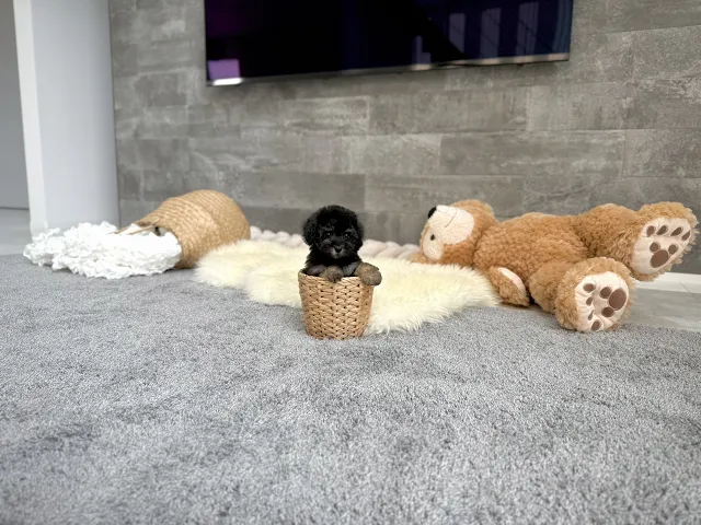 動画