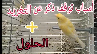 أسباب توقف ذكر كناري عن التغريد   الحلول دندنها