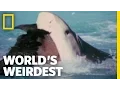Albatross vs Shark World s Weirdest