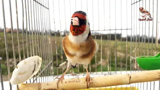 اقوى مقنين اسمع تيواواطي قالوبي و سرفاتي 